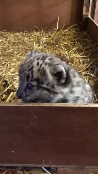 Tiny