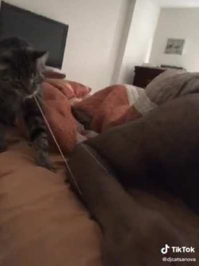 There isn&rsquo;t a single ounce of regret in the eyes of this hitcat