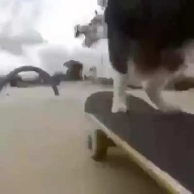 Cat moment