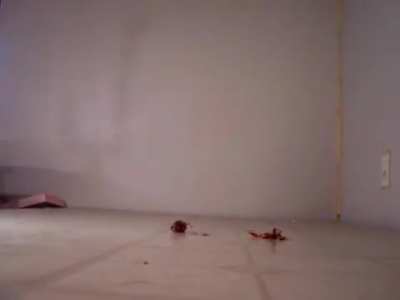 Crawdad