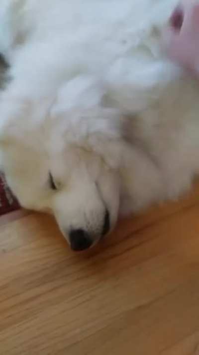 The good scritches