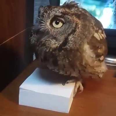 To stop petting.