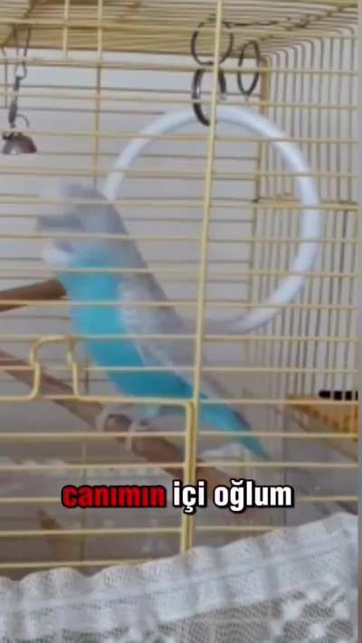 KGB kuşu