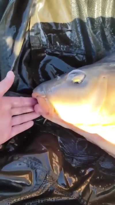 Sucking Fish-Mouth