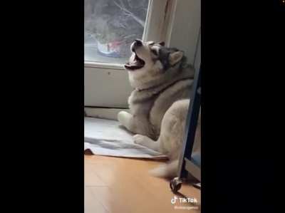 Husky&rsquo;s can break the sound barrier