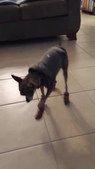 My dog Pica trying to walk is his new magic running shoes!
