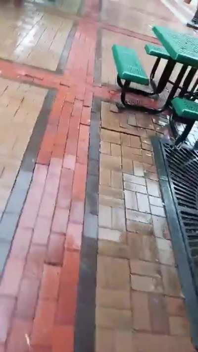 Free Bird Glitch in Ohio
