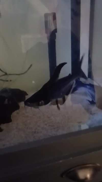 What fish are these 2.??