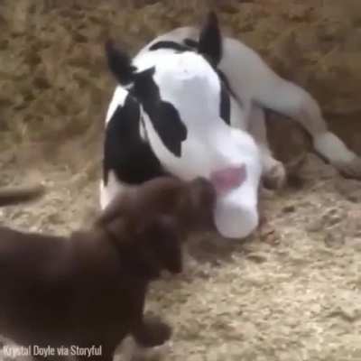 Dogs are no longer man&rsquo;s best friend