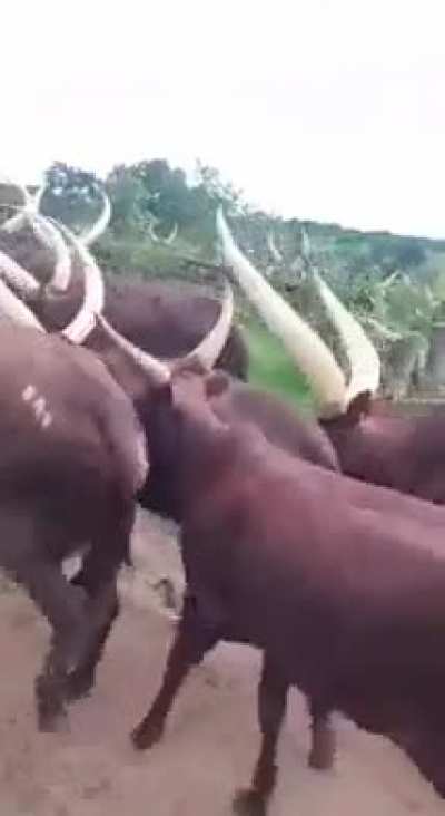 Cow joint venture