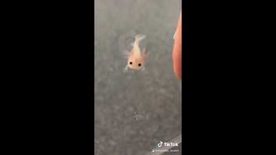 Babylotl :3