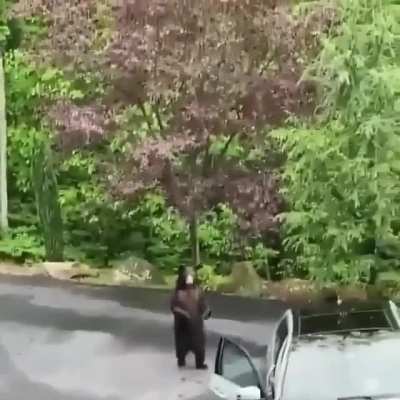 Bear opens car door but gets spooked by people yelling