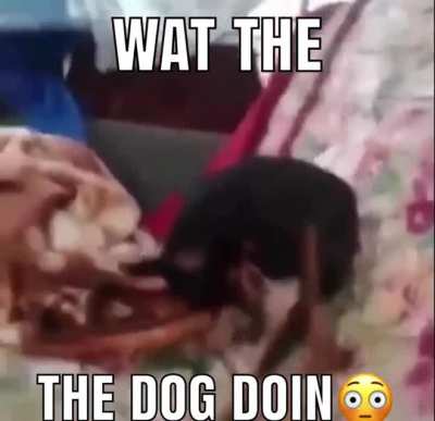 No doggo no