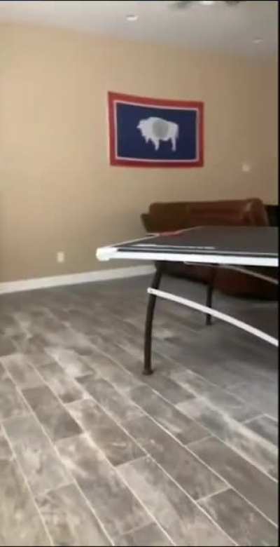 Not Cat