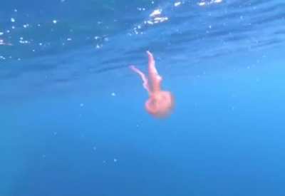Jelly fish caught in a bubble ring