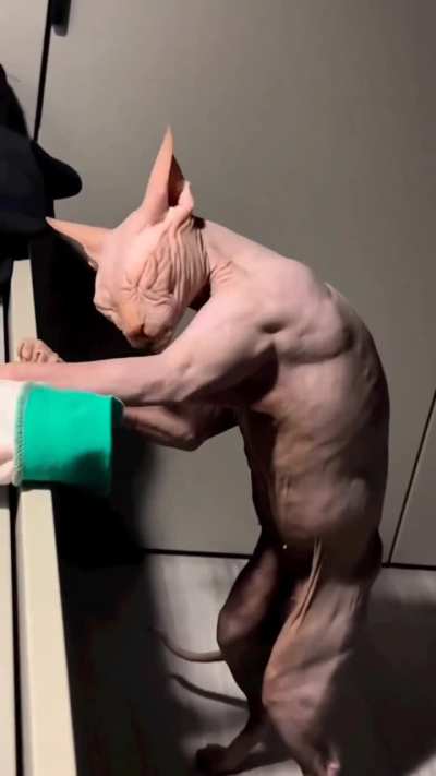 Palico&rsquo;s confirmed.