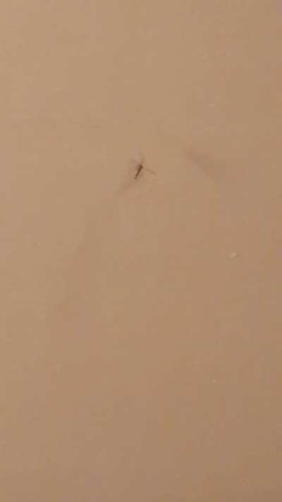 I let spiders live for this exact reason