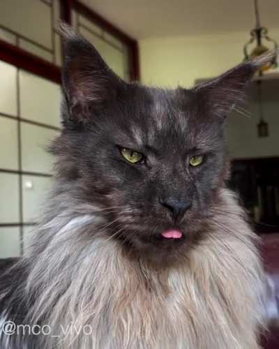 Majestic blep of Mr. ViVo