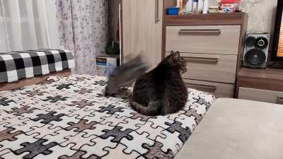Котэ и шиншилла