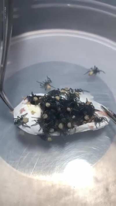 Cursed_Teabag