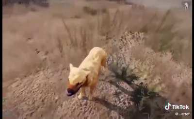 Poor Doggy :(