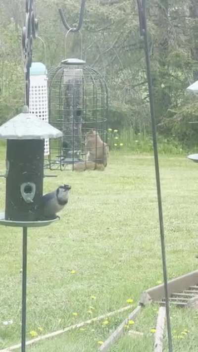 She has 5 feeders to choose from and prefers the &ldquo;squirrel proof&rdquo; one.