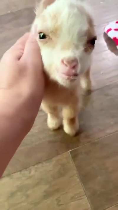 Cute Little Baby Goat...look at his little tail...