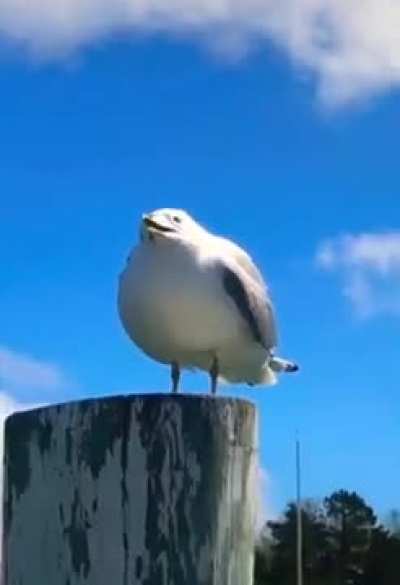 Seagull yelling