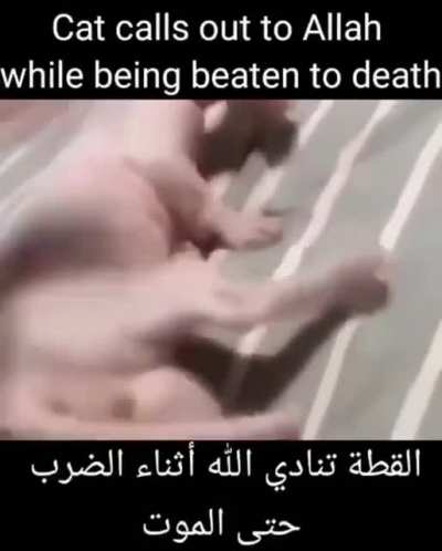 Halal Catte