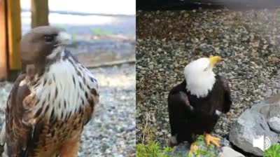 Cartoons will often use a Hawk's "voice over" in place of an actual Eagle call, my childhood is a lie.