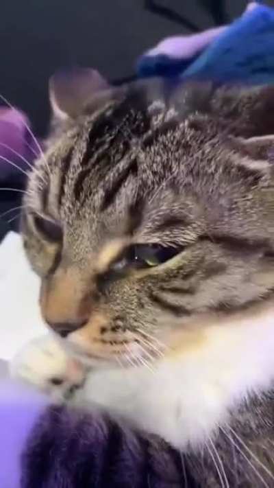MEA-