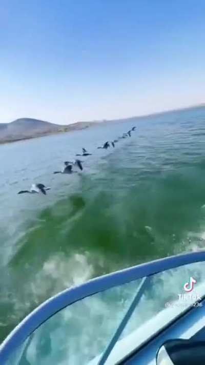 Geese flying in formation with boat