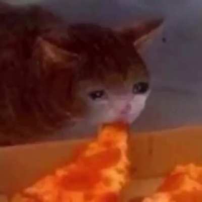 Dem upvotes se n&atilde;o como alimentarei meus gatos