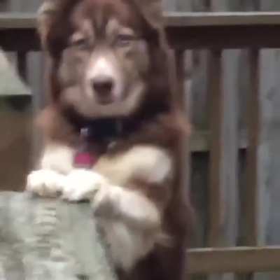 Aya Sophia escaped to our neighbor&rsquo;s deck, and whined to come back