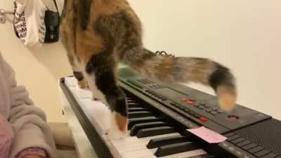 Keyboard cat
