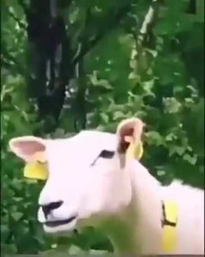 "bah"