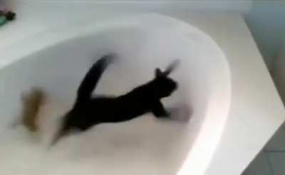 cat in fear