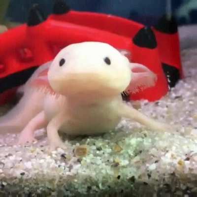 Axolotl Reflexes