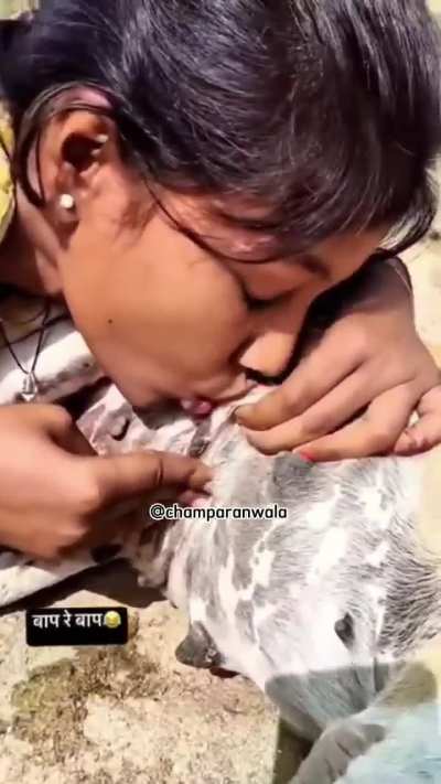 India: when cow milk goes just too mainstream.