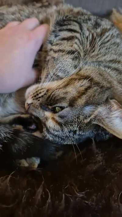 Miso recently started yelling back a reply when I say her name ❤️