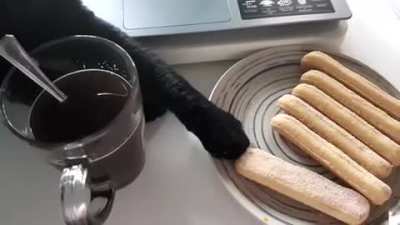 Touch Tha Cat...!