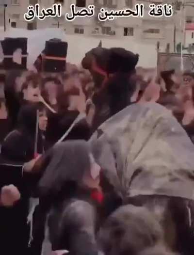 pov araps when camel (Camel arrives in Iraq)