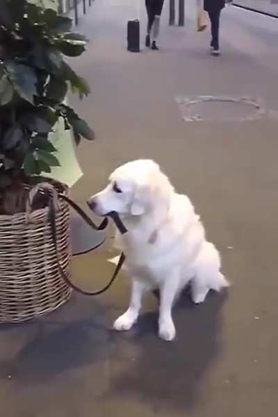 "I'm gonna just hold this leash so I stay safe 'till my human comes back"