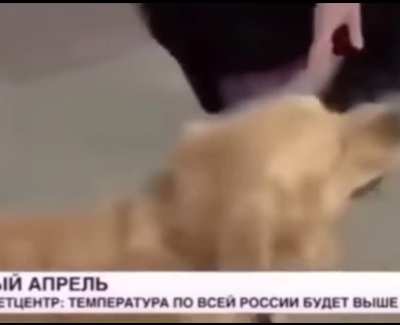 A dog in russia grabbed a reporter&rsquo;s microphone and ran away during a live broadcast