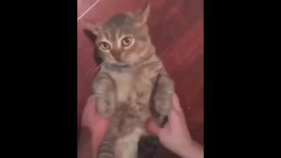 Screami cat