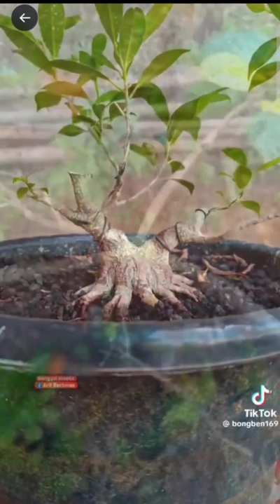Садоводческое