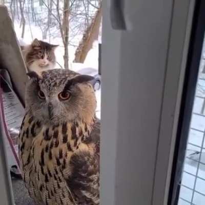 Кот