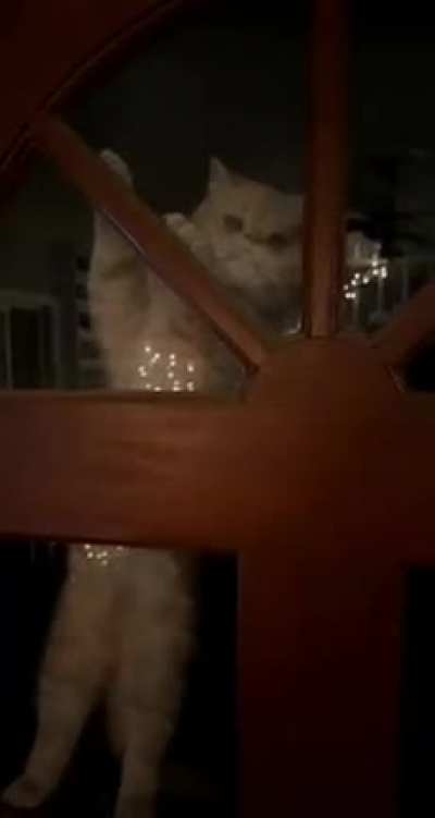 What's wrong with my cat?