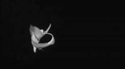 Very little is known about the smallspine spookfish (Harriotta haeckeli). It stands out as a surprisingly cute creature among its companions in the deep ocean, found as deep as 2,600 metres (over 8,500 feet). It rarely grows larger than 70 cm and has a ve