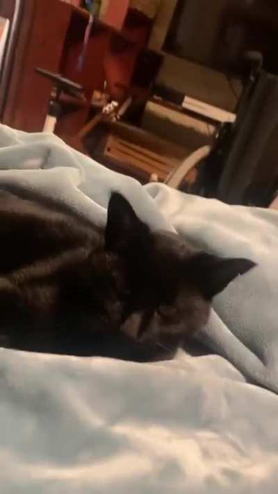 This is my kitty:P